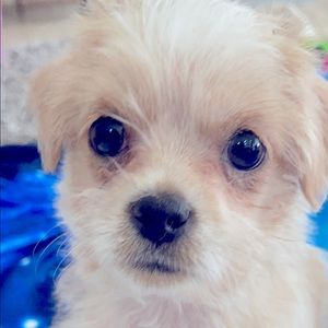 Meet your Posher, Pennie